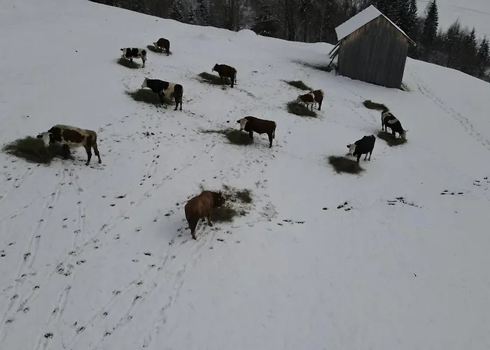 Casa Agroturistica Tarancuta din Vatra Moldovitei Hotel
